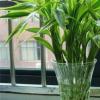 如何在水中种植百合竹？水培和土培哪个更好？