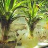 凤梨水培种植全攻略：如何进行凤梨花的水培养护？