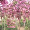 垂枝海棠盆景：制作、养护及垂吊海棠花的种植方法