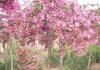垂枝海棠盆景：制作、养护及垂吊海棠花的种植方法