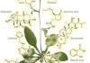 植物生长调节剂与植物激素的差异以及它们之间的区别
