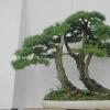 中国的四种吉祥树 - 四大吉祥树介绍