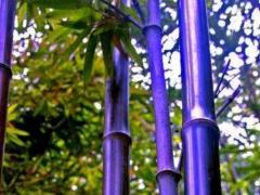 紫竹和富贵竹叶子发黄的原因及处理方法