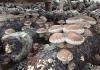 如何种植优质蘑菇：选择合适的菌种，一周内收获丰硕