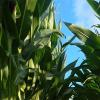 玉米植株叶片脱落、黄化和干枯的原因是什么？