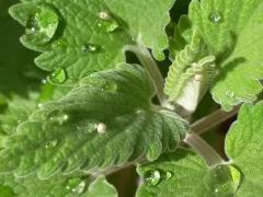 如何正确照料猫薄荷植物：确保充足明亮的光线，避免阳光直射