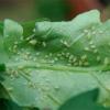 如何治疗蚜虫：清洗、除虫剂或喷洒药剂？