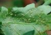 如何治疗蚜虫：清洗、除虫剂或喷洒药剂？