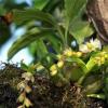 石仙桃养殖指南：方法与注意事项全解析
