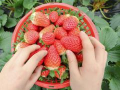 草莓种植技巧：掌握15~20℃温度以促进丰收，了解草莓喜好温凉