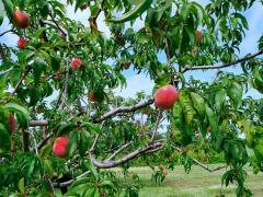 桃树秋季护理指南：正确追肥与修剪技巧，冬季施肥策略