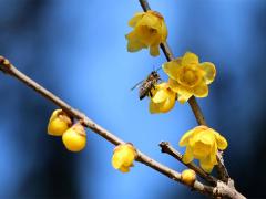 冬季绽放的花朵：梅花、茶花、腊梅花、瓜叶菊等