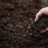 如何为多肉植物准备透气、排水良好且清洁的土壤？