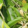 防治黄兰长虫：应对黄兰虫害和叶面变白的方法