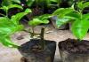 种植百香果树苗：选择肥沃松软的土壤并进行栽培