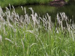 白茅和芦苇的区别：叶片、花朵、根茎和功效的差异