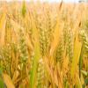 冬小麦与春小麦的区别：种植时间、种植区域和口感等方面的不同