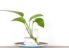 办公室理想的植物选择：适合办公环境的中小型绿色盆栽
