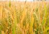 冬小麦与春小麦的区别：种植时间、种植区域和口感等方面的不同