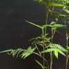 种植米竹的技巧和移栽注意事项：成功栽培和移植米竹的方法与要点