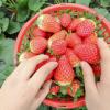如何正确种植盆栽草莓：保持充足的浇水以确保盆土湿润