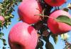 秋季大量果实丰收：哪些水果在秋天成熟？